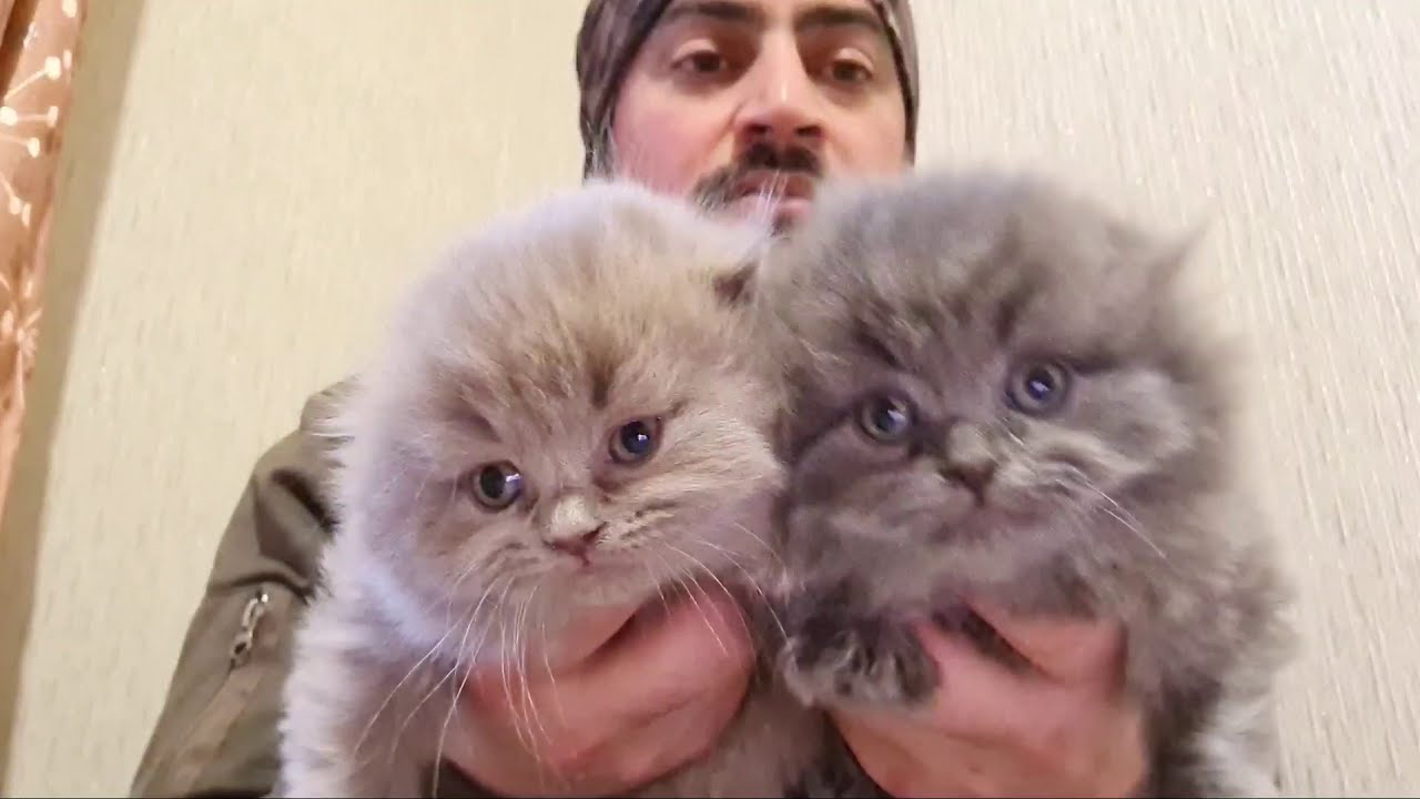 Maine Coon Cat Cat Videos Youtube Maine Coon Cat Cat Videos Youtube