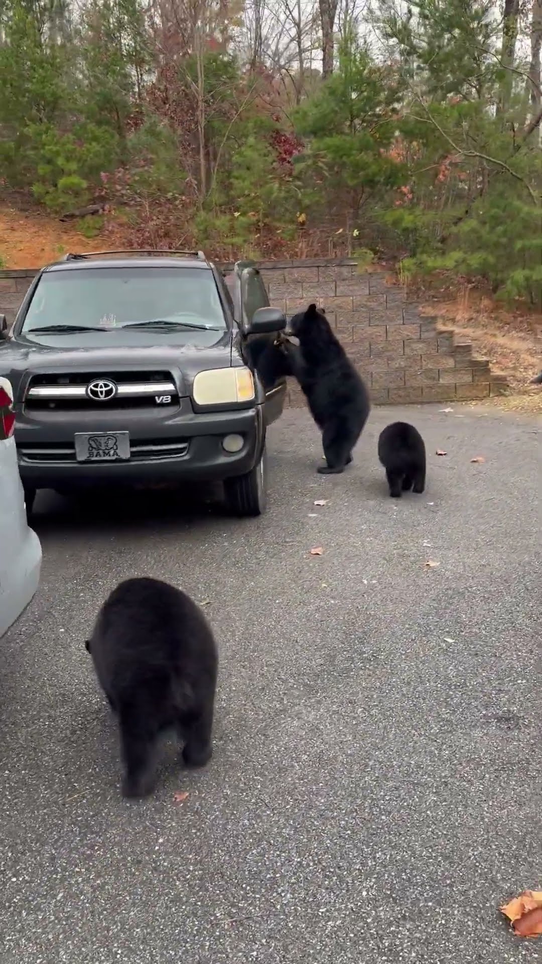 Three Bears Search Car For Thanksgiving Treats || ViralHog