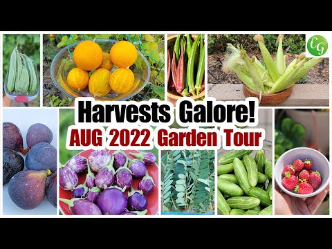 Vídeo: Legumes desafiadores: Legumes para jardineiros avançados