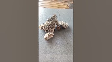 hermit crab returned to his shell house #shorts #shortvideo #short