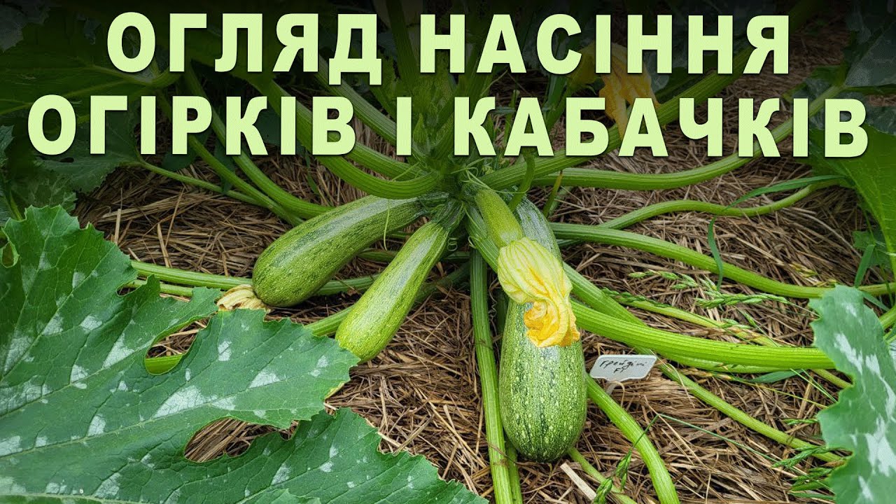 Огляд насіння огірків і кабачків. Які гібриди (сорти) смачні для їжі і для заготовки на зиму