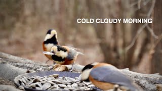 Cloudy Morning at the Bird Feeder | Started at 9 AM, 0°C / 32°F