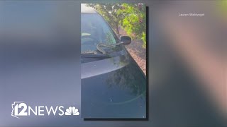 A Cave Creek woman noticed a 'sssurprise' on her drive