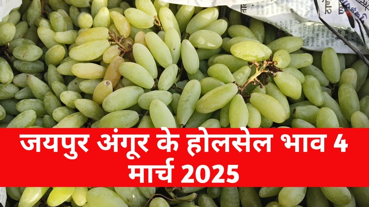 4 मार्च 2025 अंगूर का होलसेल भाव जयपुर मुहाना मंडी / angur का ताजा भाव ...