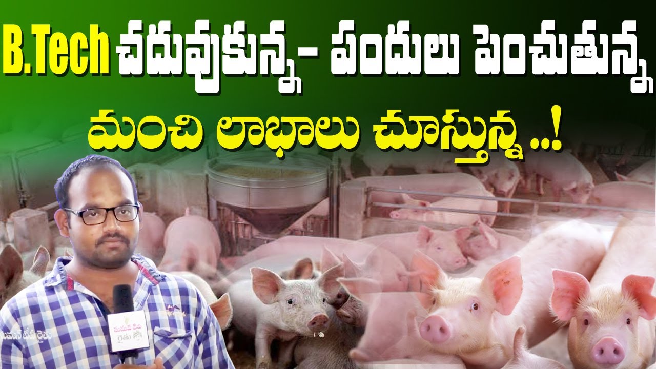 Profits in Pig Farming in Telugu States by BTech Srihari || Success Story in Pig Farming || SumanTV