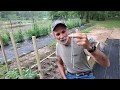 How To TIE Tomatoes ~~ Cabin Garden Update