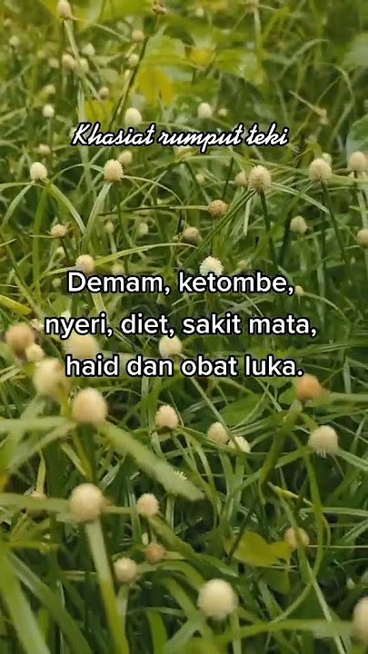 Manfaat Suket Teki atau Rumput Teki untuk Kesehatan