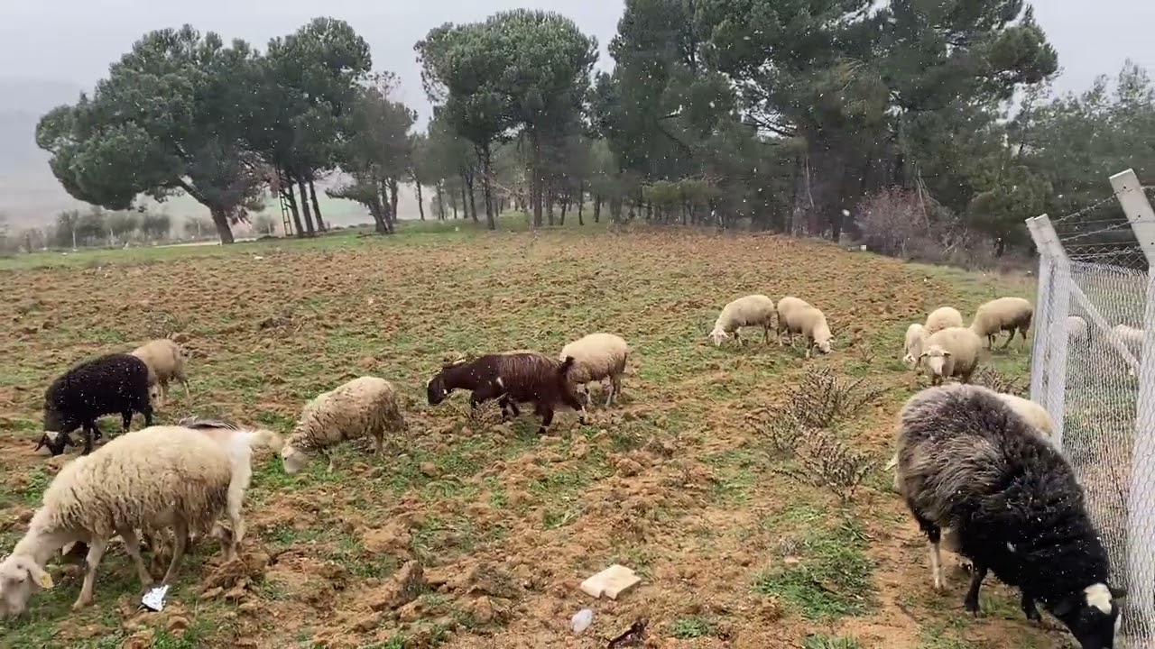 Sosyal Medya da Hayvancılık 2026 ilk Mera Günü 📱🤳📺