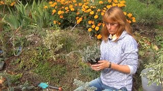 Вереск. Посадка и уход. Вереск. Посадка и уход.