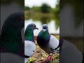 October 30, 2025 #ai  #parrot #pigeon #birds #forest
