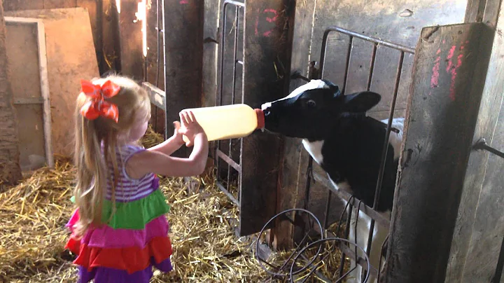 Zearley feeding a baby calf 7.3.14