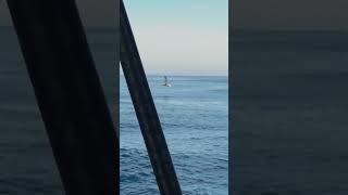 Un sublime vol d'albatros sur le Vendée Globe