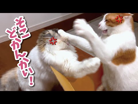 お気に入りの寝床の取り合いで猫たちが殴り合いの大喧嘩をしてました…【関西弁でしゃべる猫】
