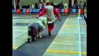 OES of Scotland Champ Show   27031994 by Applejem Old English Sheepdogs 156 views 1 year ago 2 hours, 5 minutes