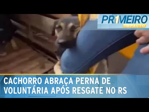 Video cachorro-resgatado-abraca-perna-de-voluntaria-de-sc-no-rio-grande-do-sul-primeiro-impacto-13-05-24