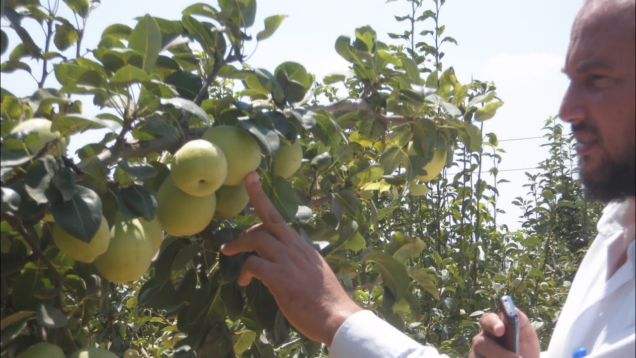 الكمثري  والمشمش  أزرع مين فيهم م اسعد الفقي 01090855418