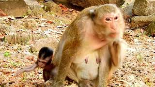 OMG, Why big monkey force tiny baby do like this?, So poor baby monkey