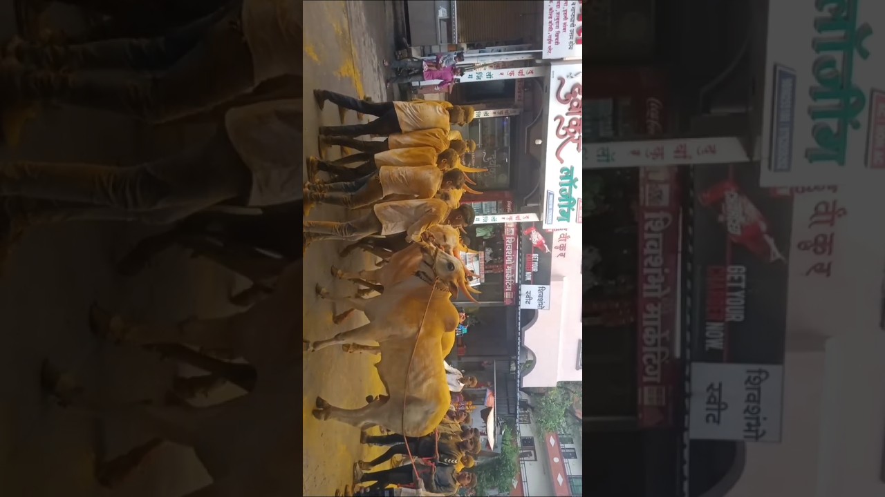 ✨Belpora Festival 2025 | Maharashtra’s Hidden Cultural Treasure |