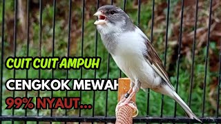Download Lagu KENARI GACOR  Cuit CUIT BIRAHI SUARA Kenari MASTERAN TERBAIK UNTUK PANCINGAN \u0026 MASTERAN Kenari PAUD MP3