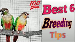 sun conure /conure breeding tips in hindi