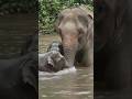 May 25, 2026Baby Elephant with Mom 🐘💚