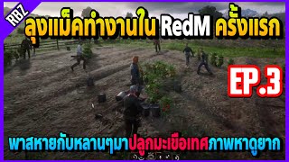 ลุงแม็คพาสหายกับหลานๆทำงานใน RedM ครั้งแรกJAKปลูกมะเขือเทศภาพที่หาดูยาก | TEXAS ROLEPLAY | EP.4030