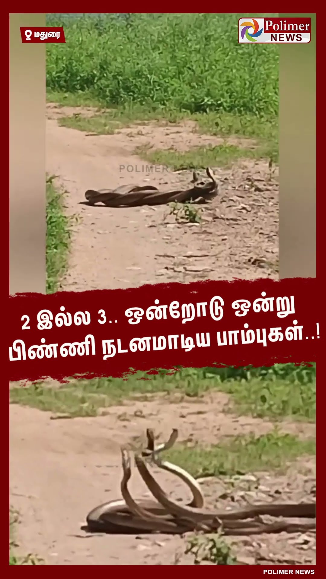 2 இல்ல 3.. ஒன்றோடு ஒன்று பிண்ணி நடனமாடிய பாம்புகள்..! #shorts | #snake