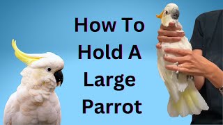 How to Hold a Large Parrot for a Veterinary Exam