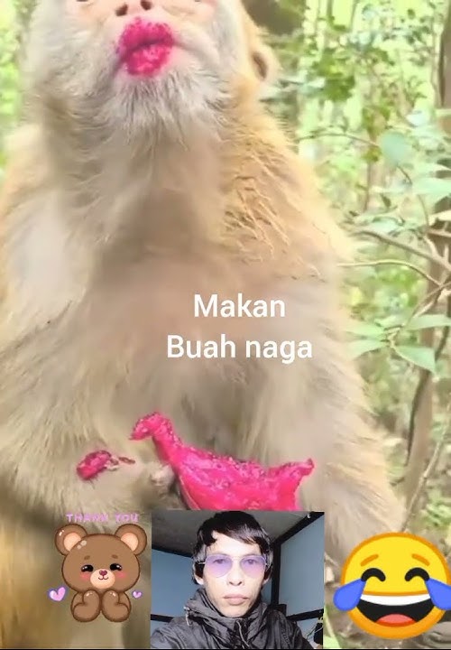 Monkey wearing lipstick made from red dragon fruit #funny #shorts #beginner