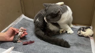 The pregnant dwarf cat gave birth to 5 kittens - part 1. by Meowing TV 4,220 views 2 months ago 9 minutes, 44 seconds