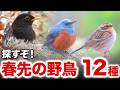見たことある?モコっと丸い野鳥たちも大発見!