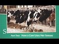 Stockmanship Part 2 How a Cow Uses Her Senses