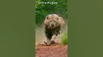 وسبع زهرتو واعرة 