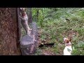 Gun breaking squirrel dogs Gun breaking squirrel dogs
