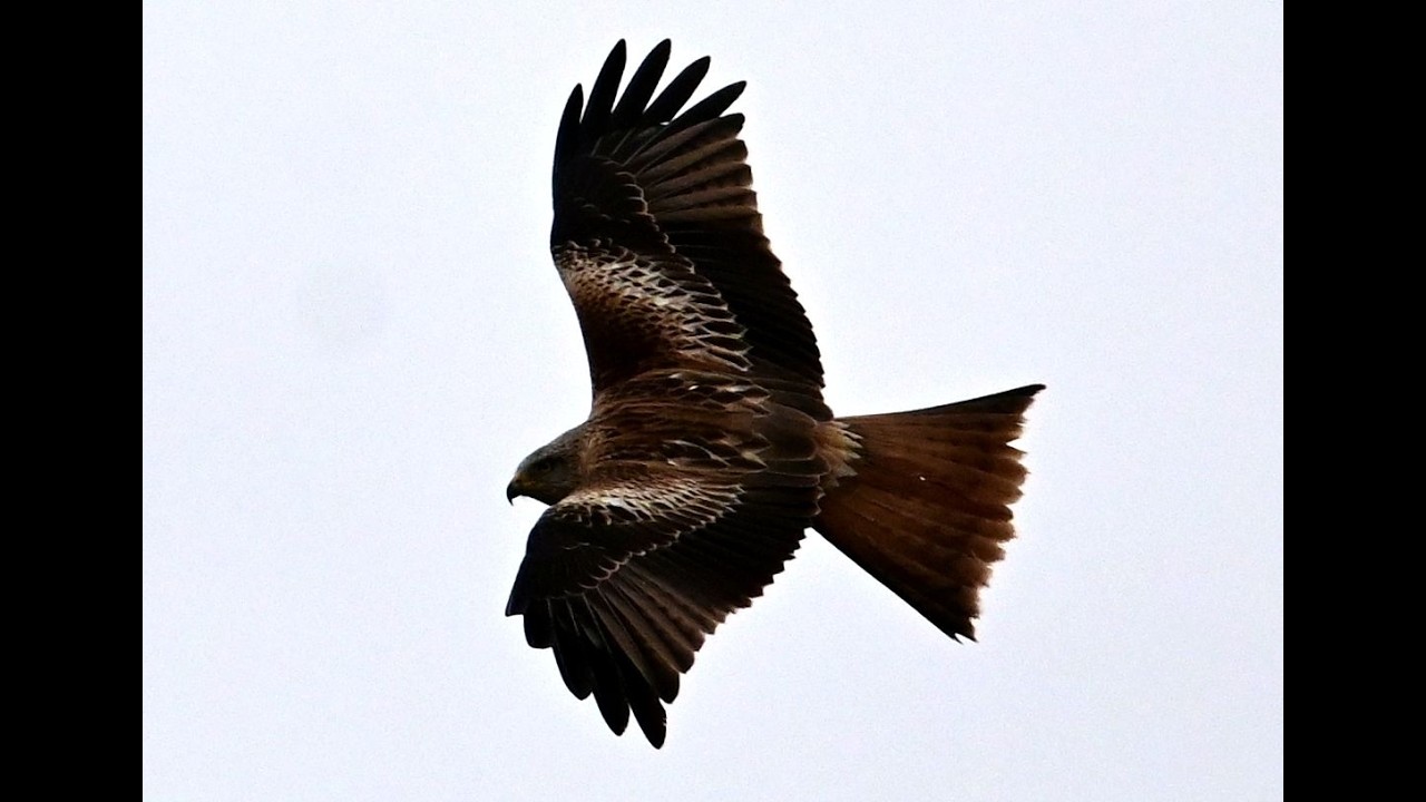 Kroužící luňák červený