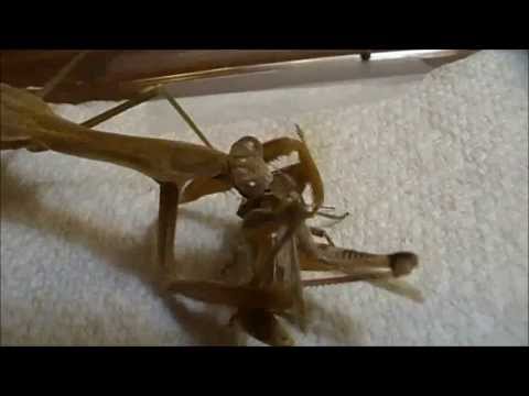 Praying Mantis Feeding Compilation