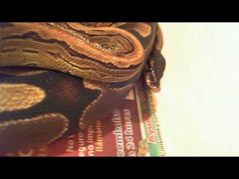 Female No 2 Hook up