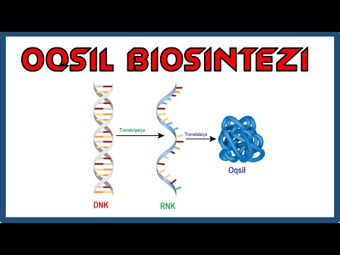 Video: DNK oqsil bilan komplekslashganda nima deyiladi?