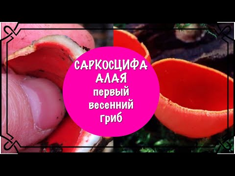 Саркосцифа Алая или Эльфова чаша- первый съедобный весенний гриб, как выглядит, свойства