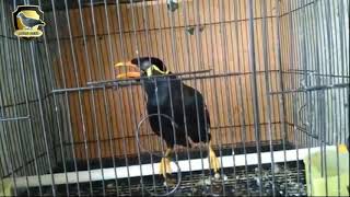 SUBHANALLAH..!!!, Burung Beo ini bisa membaca Surat Al Ikhlas