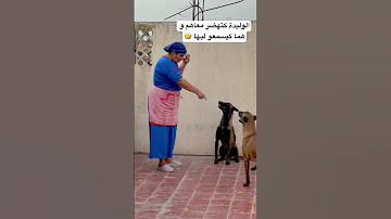 ماتنساش قلب و متابعة Explore Dog تيكتوك اكسبلور Doglover Animals Love 