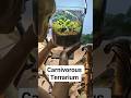 I Built a Terrarium for a Carnivorous Plant… That Eats Bugs #terrarium #terrariums