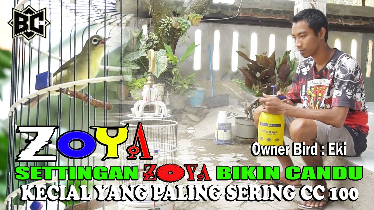 TEBAR PESONA DISETIAP GANTANGAN||ZOYA PERNAH DITAWAR 80 JUTA|| TOP  VIRAL KICAU 2022||BROTHER’S CIAK