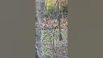 What do Sparrow Hawks look like? #shorts