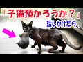 「子猫預かろうか？」駐車場で子猫を咥えた痩せた母猫に話しかけたら..【猫の不思議な話】【朗読】