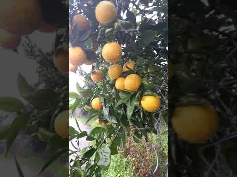 صدای بارون