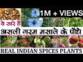 ये सारे हैं असली गरम मसाले के पौधे  || Real Indian Spices Plants || GARAM MASALA