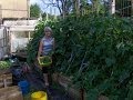 Делаем огород, 7 часть.156 кг огурцов!!!Огурцы на вертикальной опоре.Garden.