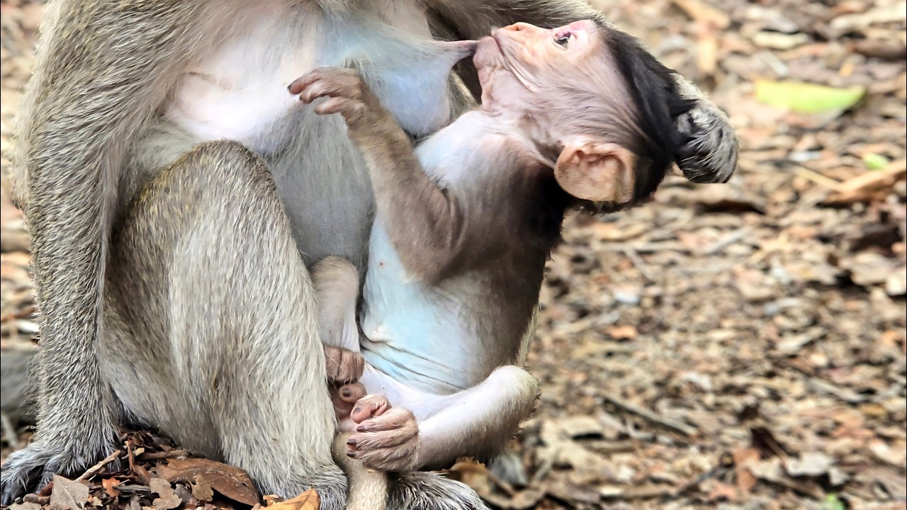 A mother monkey told her adorable little baby not to use a stylus