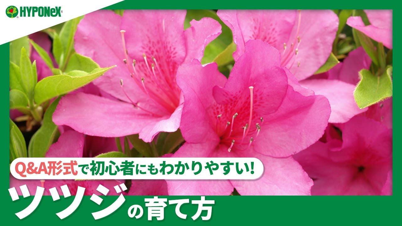 ピンク 桃 の花が咲く育てやすい植物は 春夏秋冬 季節別のおすすめ 植物とあなたをつなぐplantia